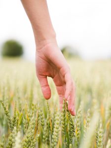 La sede de Neiker en Arkaute acogerá este jueves una jornada sobre sostenibilidad e innovación en el ámbito agrario