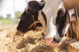 Agricultura convoca ayudas para reparar daños causados por enfermedades de animales en el ganado vacuno