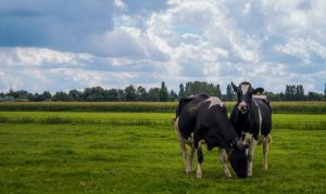 Brozas y Alburquerque son las comarcas con mayor tamaño medio de superficie agrícola utilizada por explotación en 2020