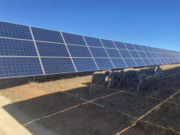 CICYTEX, ENEL y la explotación ganadera “Los Rostros” colaboran en el desarrollo de una experiencia piloto de gestión ganadera en plantas fotovoltaicas