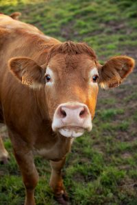 Confirmados dos casos positivos de lengua azul en una explotación bovina de Gijón