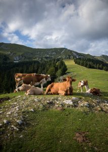 La Junta pide reunir el grupo del Plan Nacional de Erradicación de la Tuberculosis Bovina para flexibilizar el programa