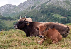 El Principado anima al sector ganadero a realizar pruebas veterinarias ante sospecha de enfermedad hemorrágica