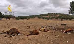  Investigan a un ganadero de Zahínos por abandonar a casi un centenar de reses sin alimentos ni cuidados