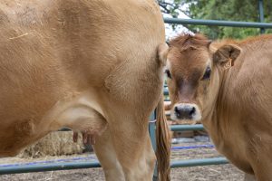 El vacuno de leche percibe una estabilización de los costes, aunque todavía están en niveles altos