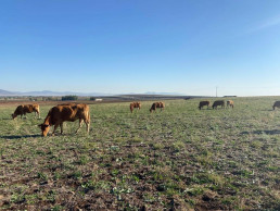 Asaja pide ayudas para afrontar 'la Covid de las vacas', una enfermedad que ya ha matado a 340 reses en la región