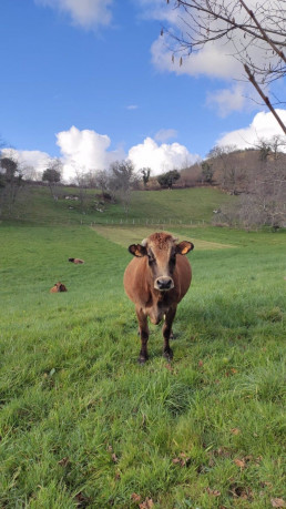 Asturias habilitará en 2024 ayudas para compensar a los ganaderos afectados por casos de EHE