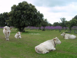 La Comunidad de Madrid anuncia ayudas para ganaderos afectados por la EHE, 'el Covid de las vacas'