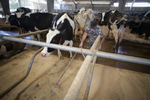 Detectan cinco nuevos focos de enfermedad hemorrágica epizoótica en explotaciones de Ourense y Lugo