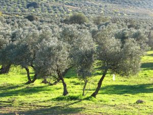 La Consejería de Agricultura abona el anticipo de la PAC de 2023 al sector agrario, el 70% del total