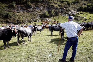 Cantabria detecta tres posibles casos de lengua azul, pendientes de confirmación analítica