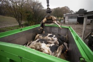  El Consello Agrario creará un grupo de trabajo para anticiparse a enfermedades del sector primario