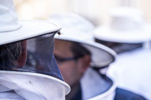 Agricultura convoca ayudas de 646.700 euros para compensar a los apicultores por la pérdida de ingresos por la sequía