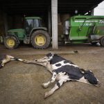 La Unión Extremadura pide a la Junta ayudas por animal fallecido a causa de la enfermedad hemorrágica