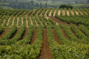 Álava destina 1,6 millones de euros en ayudas a explotaciones que practican la agricultura ecológica