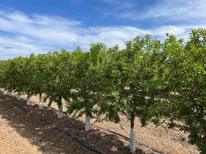 El Instituto de Agricultura Sostenible evaluará los nuevos sistemas productivos del almendro