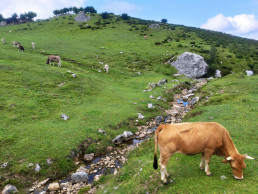 Medio Rural abona más de 26 millones en anticipos de las ayudas directas de la Política Agrícola Común