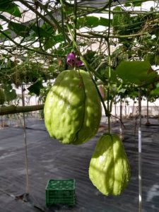 El Ifapa inicia el proyecto Alpujarra Agroecológica para dinamizar la agricultura de la Alpujarra almeriense