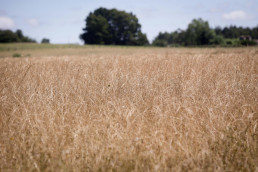 La Comunidad aprueba 7,5 millones en nuevas ayudas a agricultores y ganaderos para compensar los efectos de la sequía