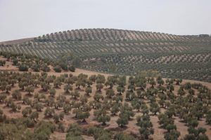  Casi 15.000 agricultores recibirán 10,1 millones en ayudas por la subida del precio de los fertilizantes
