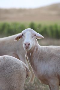 UAGR acusa a ADIF de "volver a contaminar con herbicida" las inmediaciones tren en Calahorra "intoxicando a las ovejas"