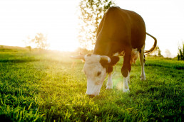 Publicada la resolución de ayudas a los ganaderos para paliar las pérdidas por la Enfermedad Hemorrágica Epizoótica