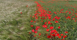 Hongos y bacterias, microorganismos clave para el rendimiento de los cultivos agrícolas