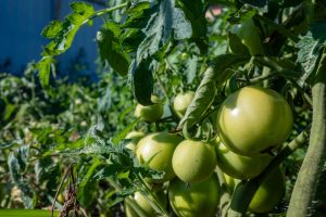 La UAGR propone a Agricultura complementar ayudas estatales por sequía y planes de rescate para ganadería