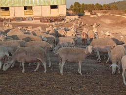 Asaja estima una merma en producción de cordero por la sequía y la disminución de la cabaña ganadera