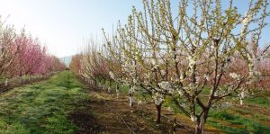 El Gobierno de Aragón deroga la orden que supuso el arranque del 90% de las hectáreas de frutales en Mazaleón y Maella