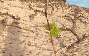 AVA-ASAJA avisa de "consecuencias negativas" del calor y sequía en la agricultura y la ganadería y prevé menos cosechas