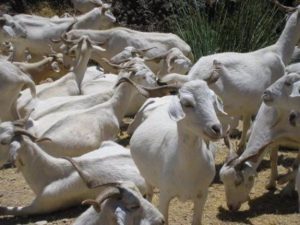 Ganaderos de C-LM podrán recibir hasta 1.500 euros en caprino y 2.000 en vacuno por daños sufridos por aves necrófagas