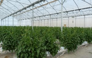 La Junta concede casi 11,4 millones en subvenciones para invernaderos e impulsar la agricultura de precisión