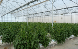 La Junta concede casi 11,4 millones en subvenciones para invernaderos e impulsar la agricultura de precisión