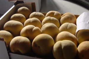 El Gobierno destina 12,9 millones de ayuda extra a más de 7.600 productores de frutales y frutos de cáscara de Aragón