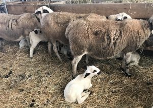 UPA-COAG denuncia la entrada "masiva de corderos franceses e italianos" en los últimos días