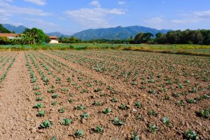 Simón Martínez, nuevo director general de Producción Agrícola y Ganadera tras el cese de Leticia Sanchiz