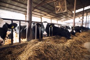 Catalunya recibe el 27% de los nuevos fondos estatales para ayudas a agricultura y ganadería