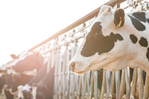 Dueñas avanza la publicación "en breves fechas" de ayudas a la industria agroalimentaria por 84 millones