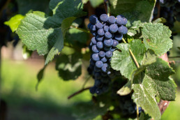 ASAJA pedirá en Bruselas medidas urgentes para recuperar la rentabilidad de los viticultores