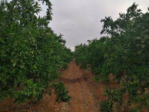 La Unió cifra en casi 2.000 las hectáreas cultivadas perdidas en la Comunitat Valenciana en 2023