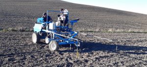 El grupo operativo del garbanzo inicia la siembra de ecotipos para conseguir la Indicación Geográfica Protegida