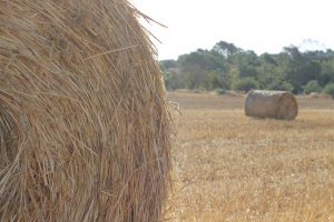Más de quinientos expertos analizarán en Valladolid en febrero el presente y futuro del cultivo de alfalfa