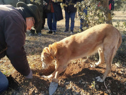 AVA-Asaja pide al Consell que reconozca el cultivo de la trufa como uso agrícola en lugar de forestal