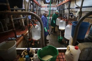 El Gobierno destina 810.000 euros a mejorar el control del rendimiento lechero en la ganadería de vacuno