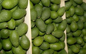 Agricultura prepara una jornada de trabajo sobre el cultivo del aguacate con productores