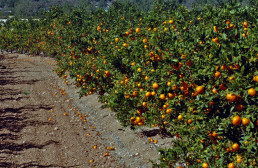 La Generalitat aumentará los controles en el etiquetado para 