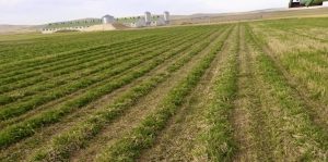 Aragón, Castilla y León, Valencia y Extremadura se dan cita este miércoles para debatir sobre la ganadería