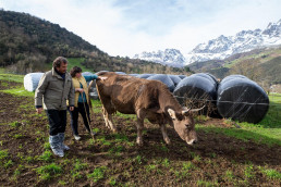 Palencia compromete su apoyo a la Asociación Raza Parda de Montaña para impulsar al sector