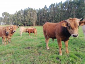 Medio Rural destina un millón de euros a ayudas para contratar seguros agrarios